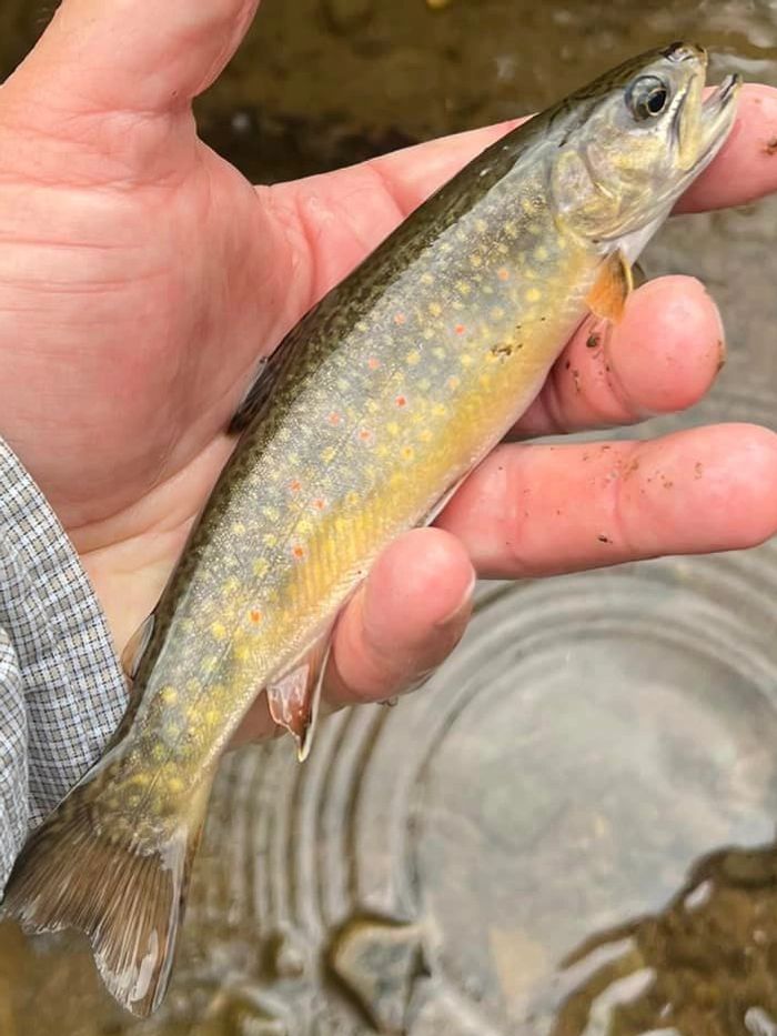 Creamton Flyfishing Club in North East, Pennsylvania